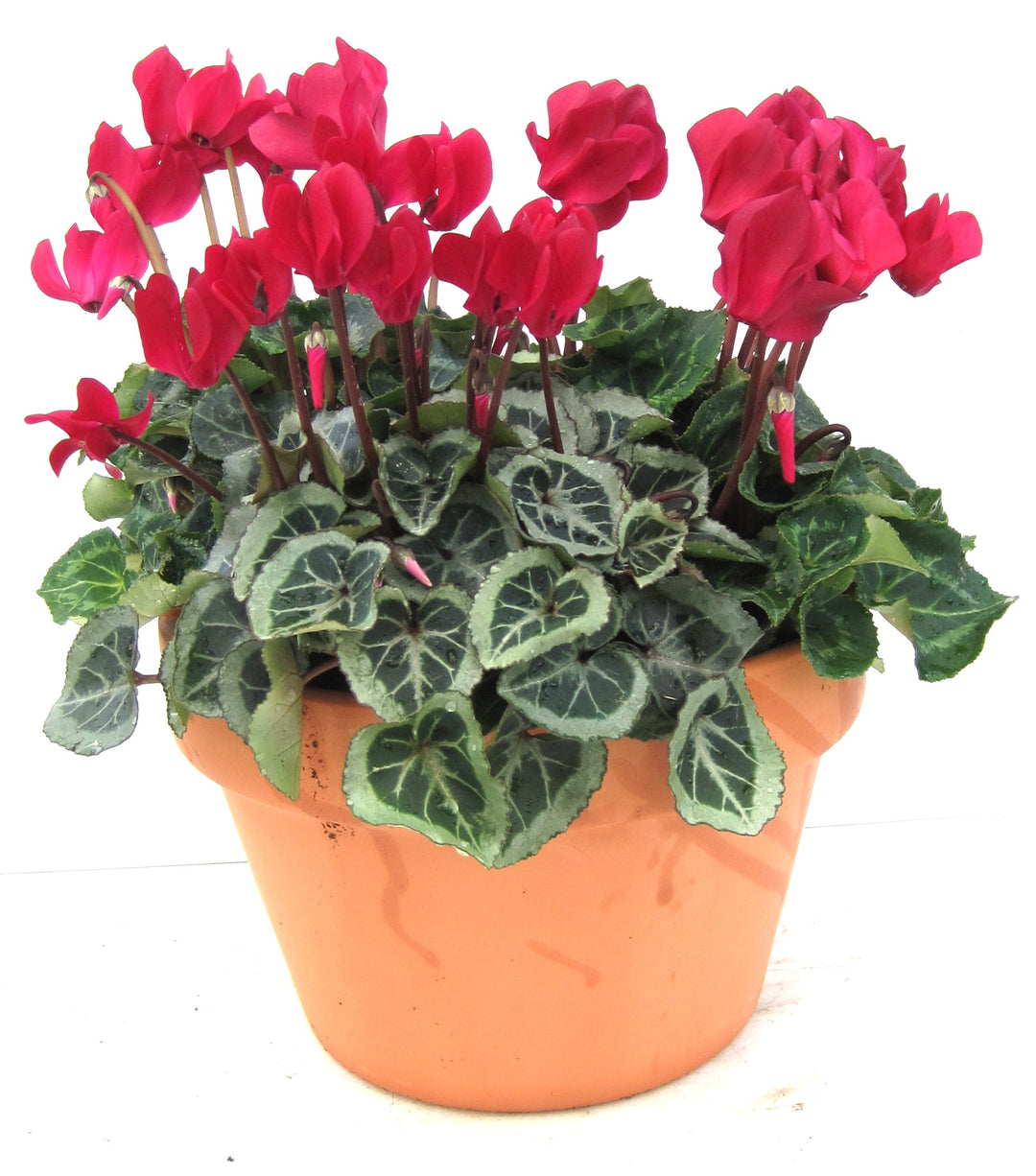 Cyclamen Ridged Bowl - Baskets - Windyridge Garden Centre