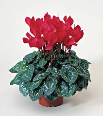 Cyclamen (Super Serie) - Bedding - Windyridge Garden Centre