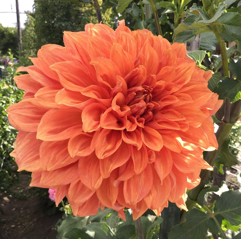DAHLIA CLYDE S CHOICE