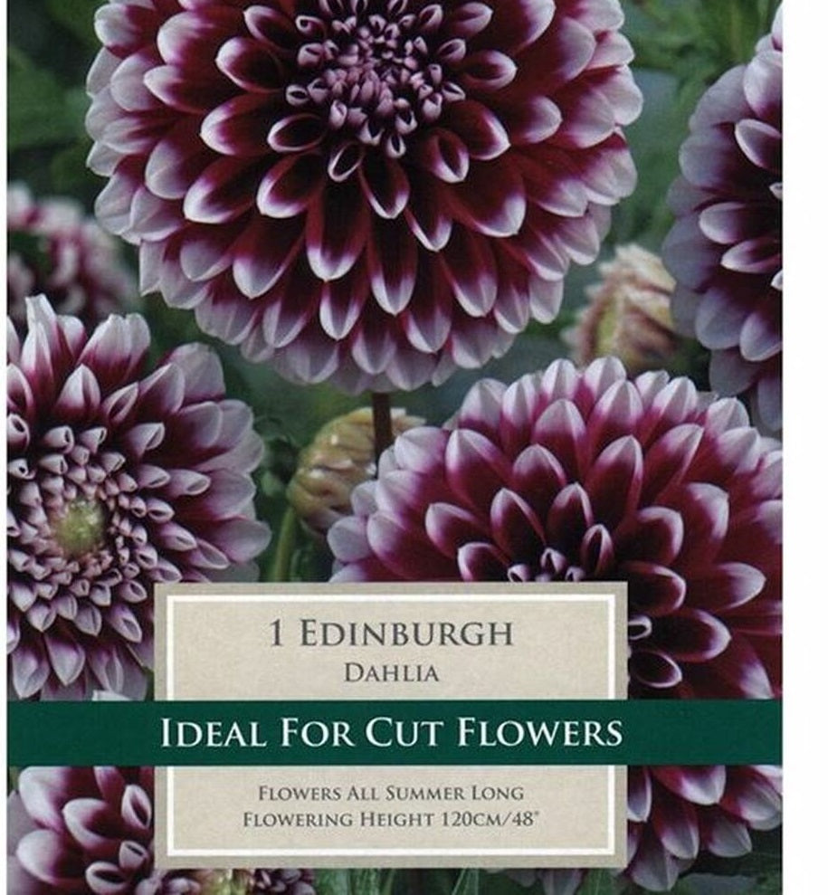 DAHLIA EDINBURGH
