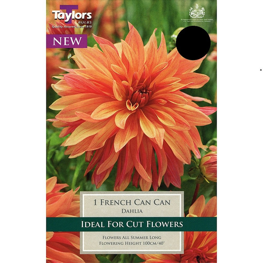 DAHLIA FRENCH CAN-CAN