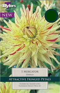 DAHLIA MERCATOR