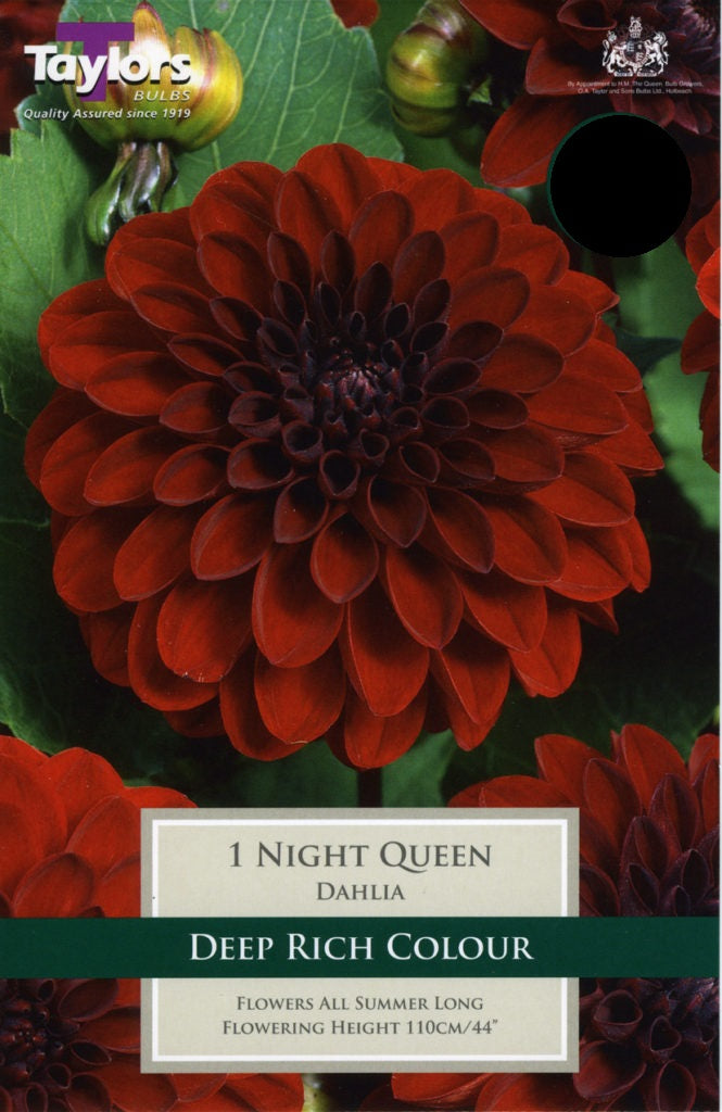 DAHLIA NIGHT QUEEN I
