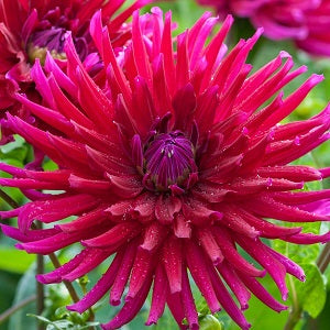3 Dahlia Orfeo I - Bulbs - Windyridge Garden Centre