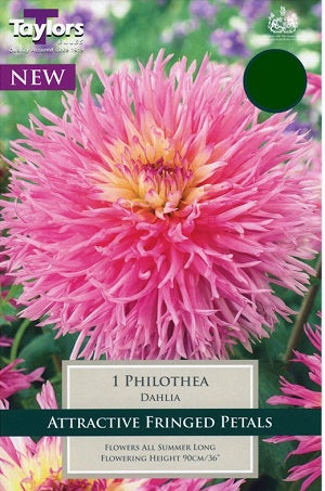DAHLIA PHILOTHEA