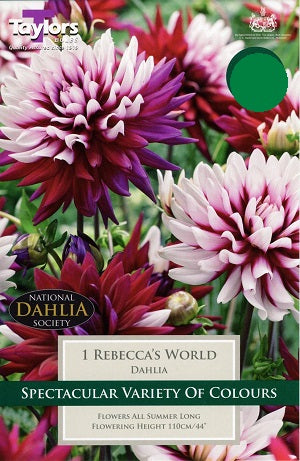 DAHLIA REBECCA'S WORLD X 1