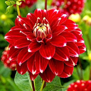 1 DAHLIA RED ROCK I