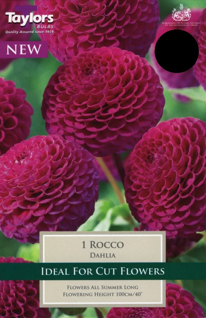 1 DAHLIA ROCCO I