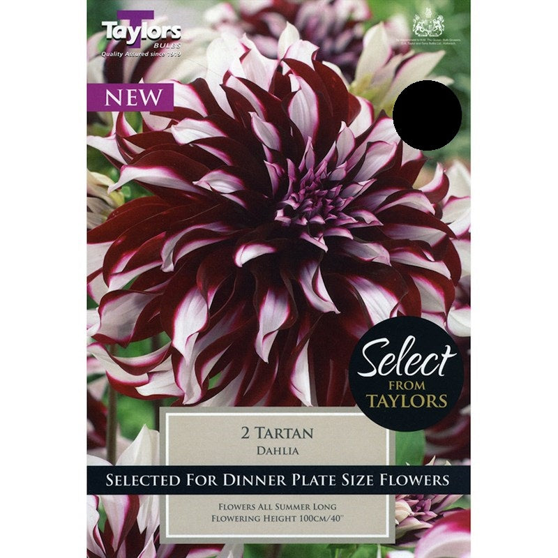 Dahlia Tartan - Bulbs - Windyridge Garden Centre