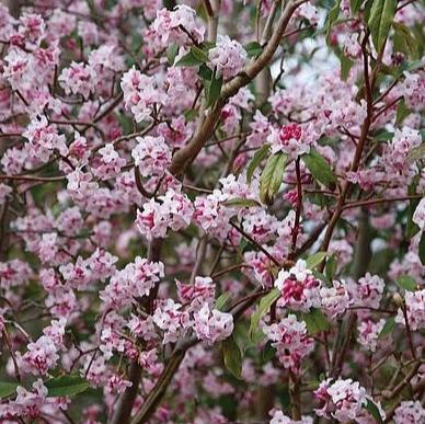 Daphne O. Jacqueline Postill - Shrubs - Windyridge Garden Centre