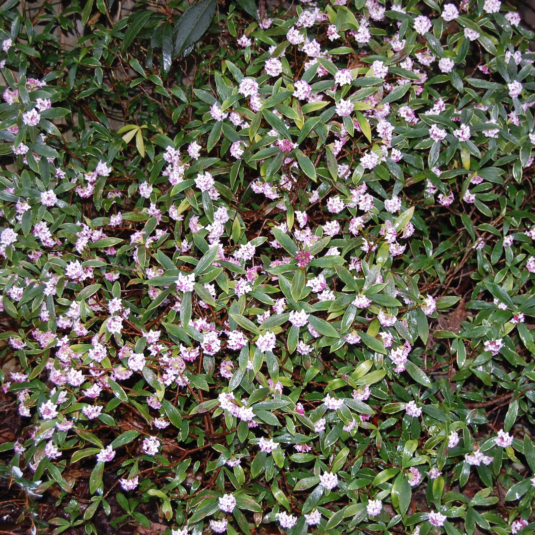 Daphne Odora Aureo Marginata - Shrubs - Windyridge Garden Centre