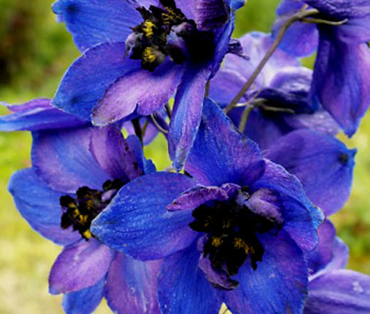 Delphinium Black Knight