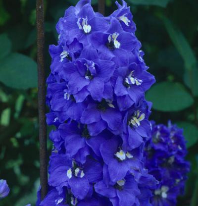 Delphinium Blue Bird p.h. - Herbaceous - Windyridge Garden Centre
