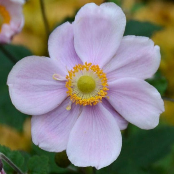 Anemone 'Queen Charlotte' - Herbaceous - Windyridge Garden Centre