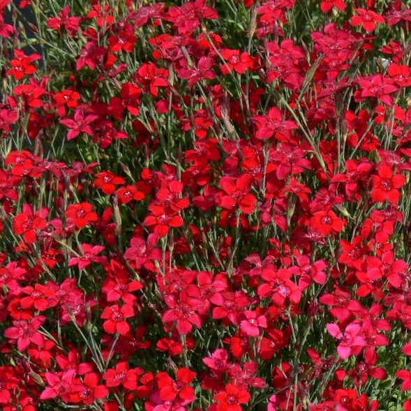 Dianthus deltoides Flashing Light