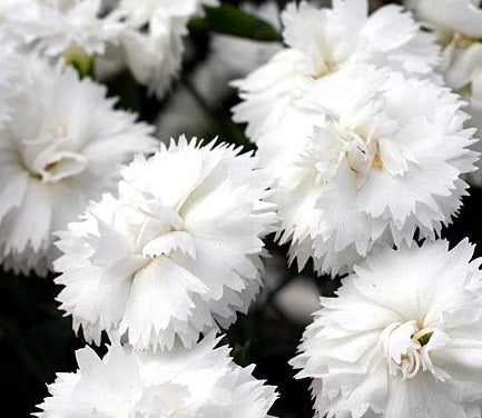 Dianthus Arctic Star - Herbaceous - Windyridge Garden Centre