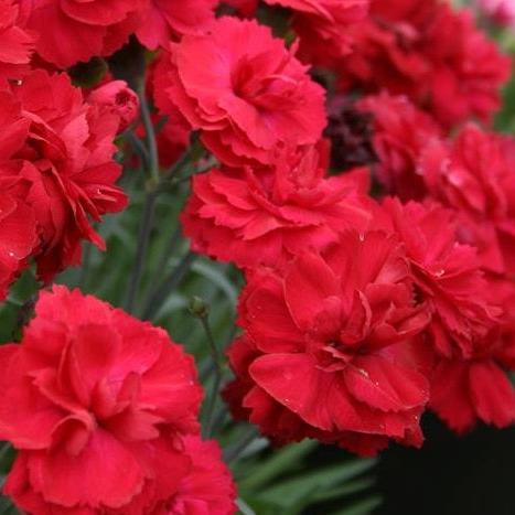 DIANTHUS Rebekah