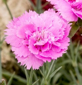 Dianthus Whatfield Can Can - Bedding - Windyridge Garden Centre