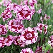 DIANTHUS sunflor Charmy