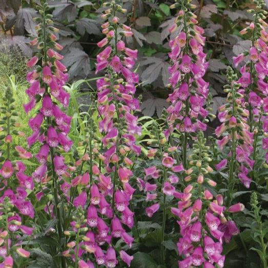 DIGITALIS pur. Pink Panther