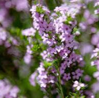 Diosma Pink Fountain