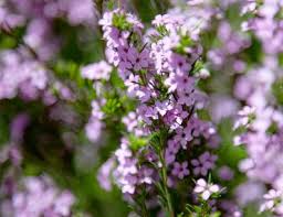 DIOSMA PINK FOUNTAIN