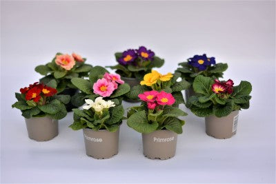 Primroses-Pottted