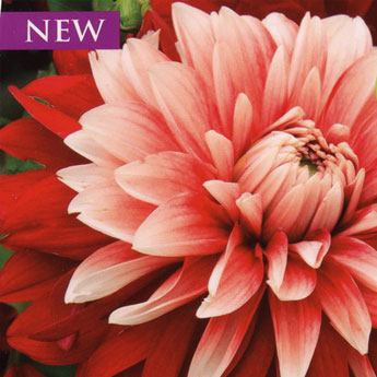 3 DAHLIA BURLESQUE I