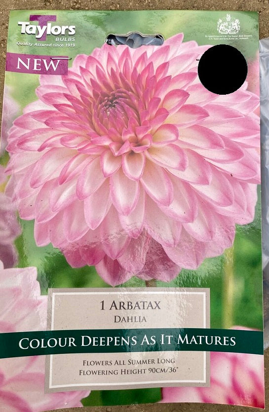 DAHLIA ARBATAX 1