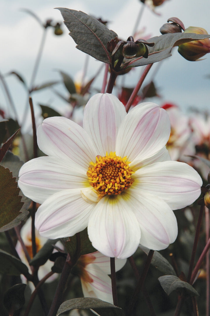 DAHLIA BISHOP OF DOVER