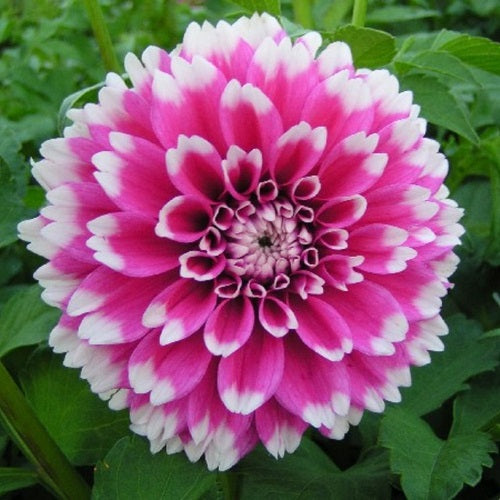 Dahlia Fuzzy Wuzzy