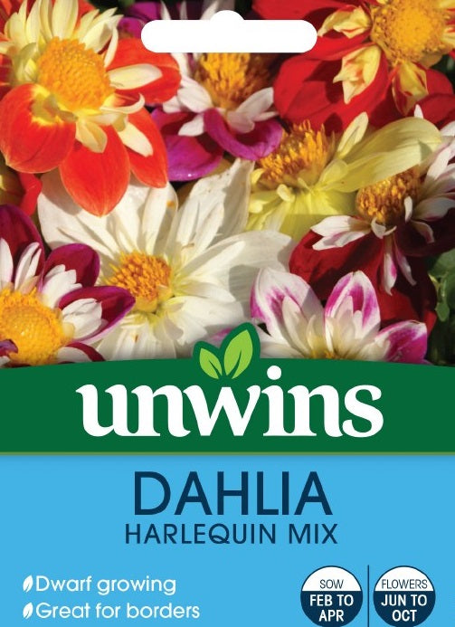 Dahlia Harlequin Mix