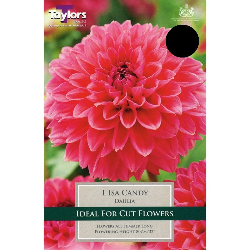 Dahlia ISA Candy