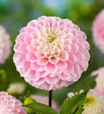 DAHLIA WIZARD OF OZ X 1