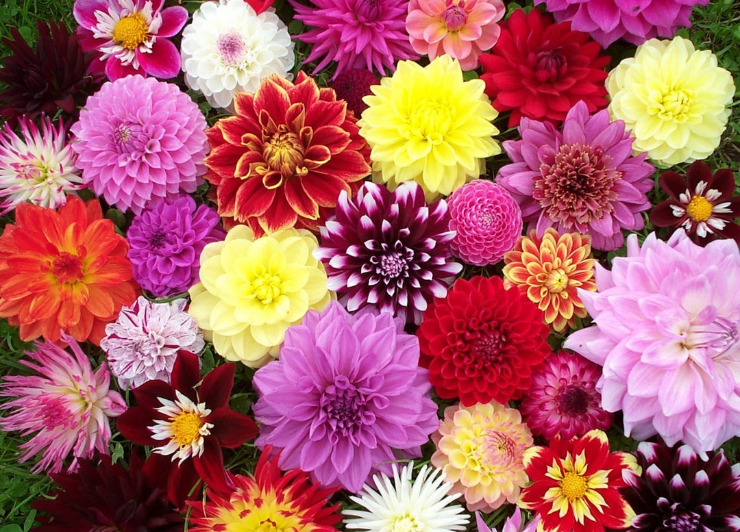 Dahlia Maxi - Herbaceous - Windyridge Garden Centre