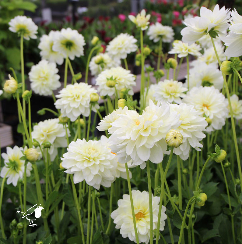 Dahlia Karma Serena - Herbaceous - Windyridge Garden Centre