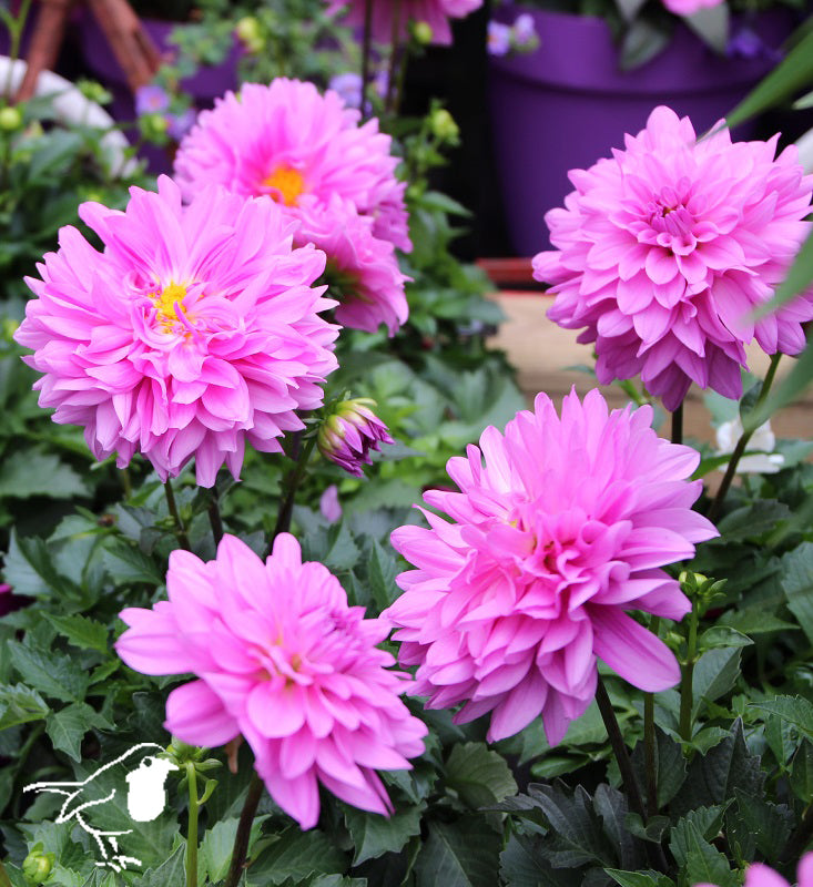Dahlia-Maxi-Flower