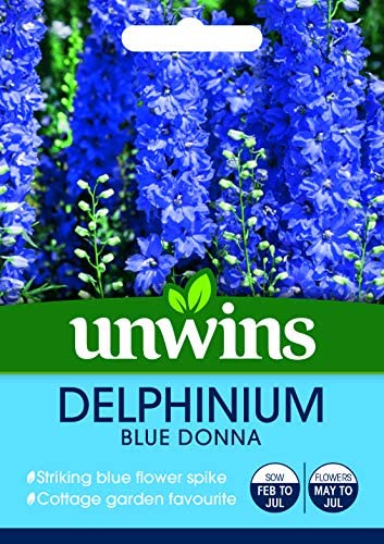 Delphinium Blue Donna