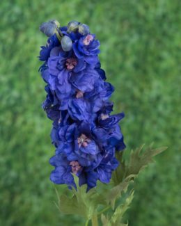 Delphinum Double-Dark Blue