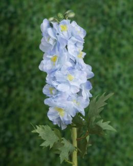 Delphinum Double-Light Blue