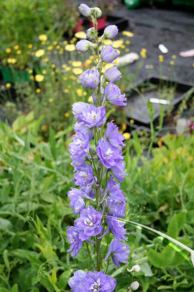 Delphinium Guinevere p.h. - Herbaceous - Windyridge Garden Centre