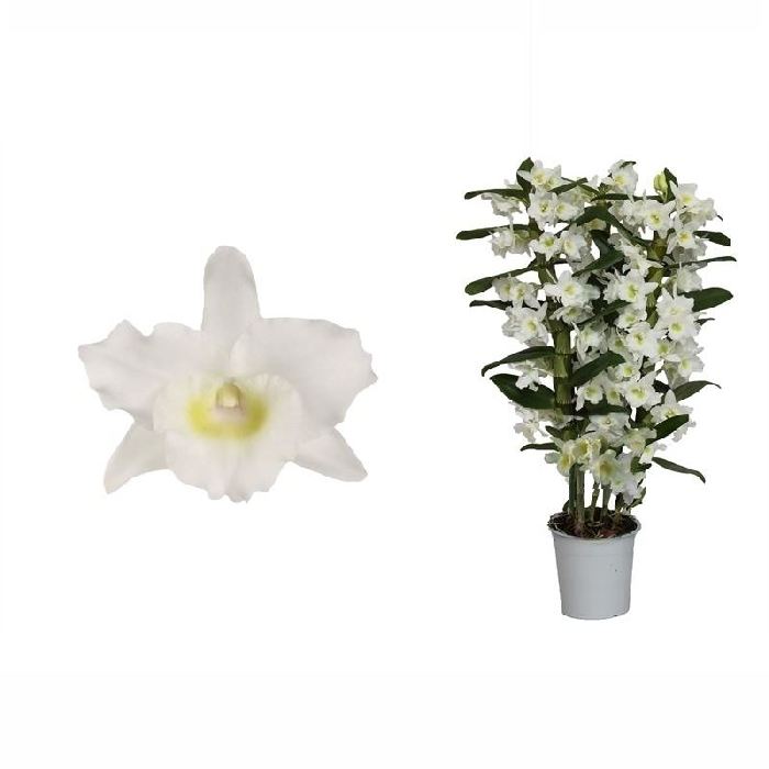 Dendrobium nobile Apollon 3 stem 60 cm