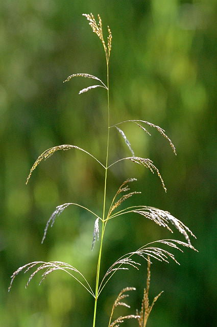 Deschampsia Cespitosa - Herbaceous - Windyridge Garden Centre