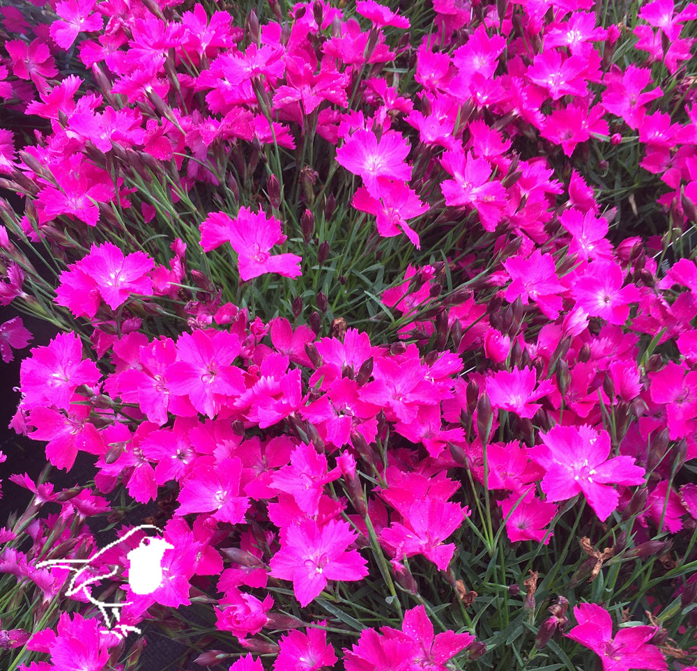 DIANTHUS Kahori Pink