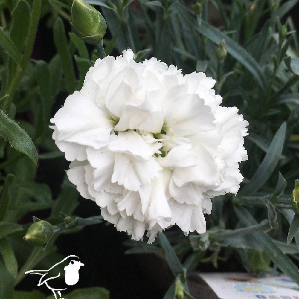 Dianthus Colores White