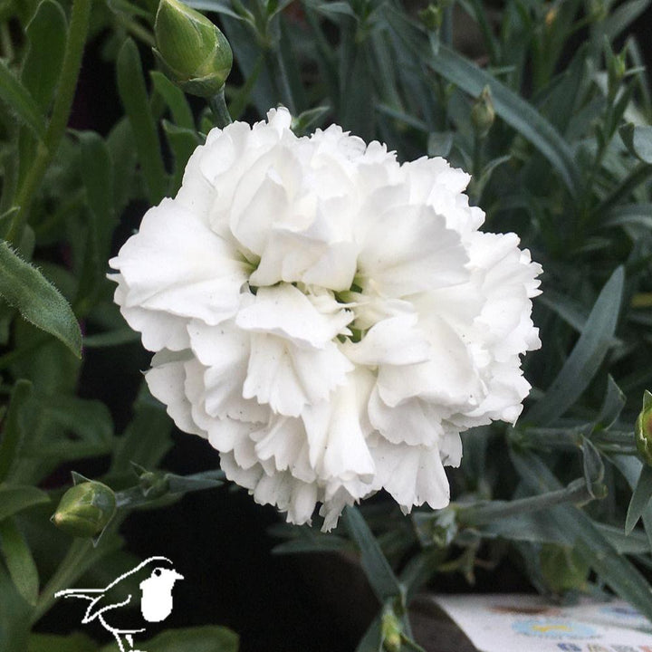 Dianthus Colores White