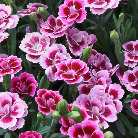 Dianthus Pink Kisses