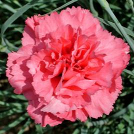 Dianthus 'Colores Coral' - Herbaceous - Windyridge Garden Centre