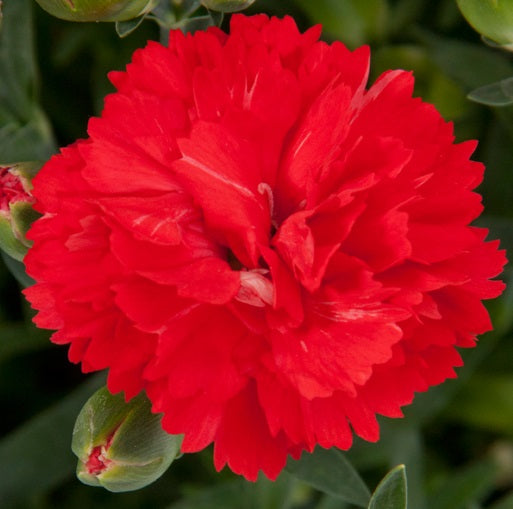 Dianthus Colores Red