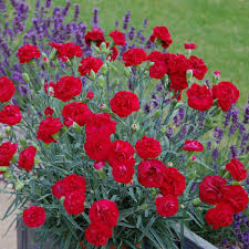 Dianthus Passion